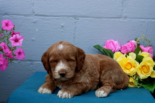 puppy, for, sale, Mini Goldendoodle F1B, Matthew B. Stoltzfus, dog, breeder, Gap, PA, dog-breeder, puppy-for-sale, forsale, nearby, find, puppyfind, locator, puppylocator, aca